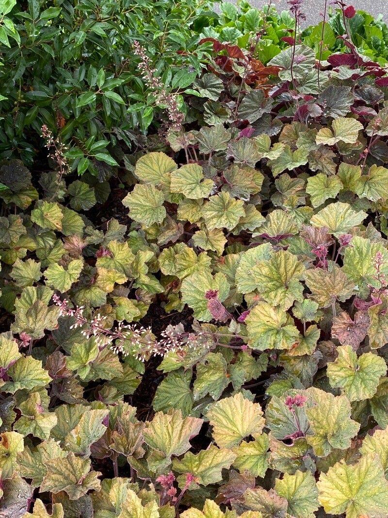 Heuchère à petites fleurs (Heuchera micrantha) avec feuillage en rosette et hampes florales fines en milieu ombragé