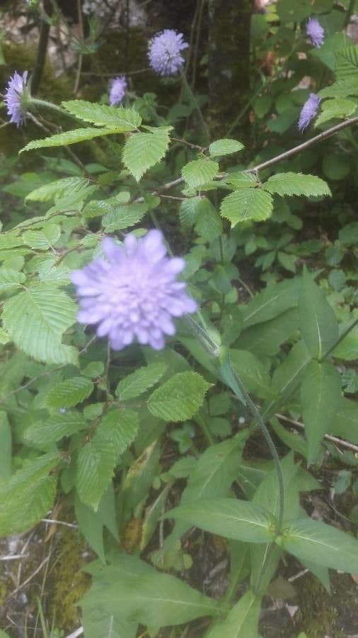 Knautia longifolia avec capitules mauves sur tiges fines dans une prairie alpine estivale