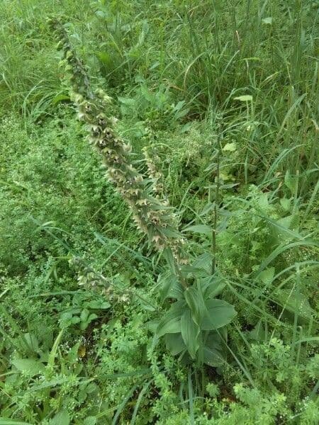 Veratrum californicum avec ses larges feuilles nervurees et ses panaches de fleurs blanches dans une prairie montagnarde humide