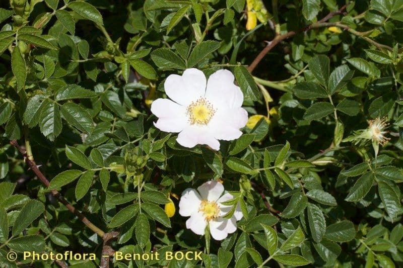 Rosa pouzinii bloemen en hagebutjes in Mediterraan landschap