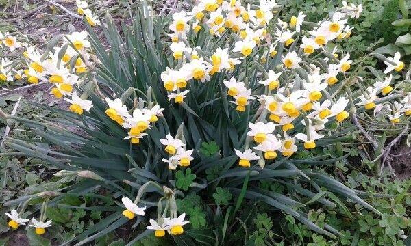 Bunchflower daffodil in full bloom with clusters of white flowers and yellow cups in a sunny garden border