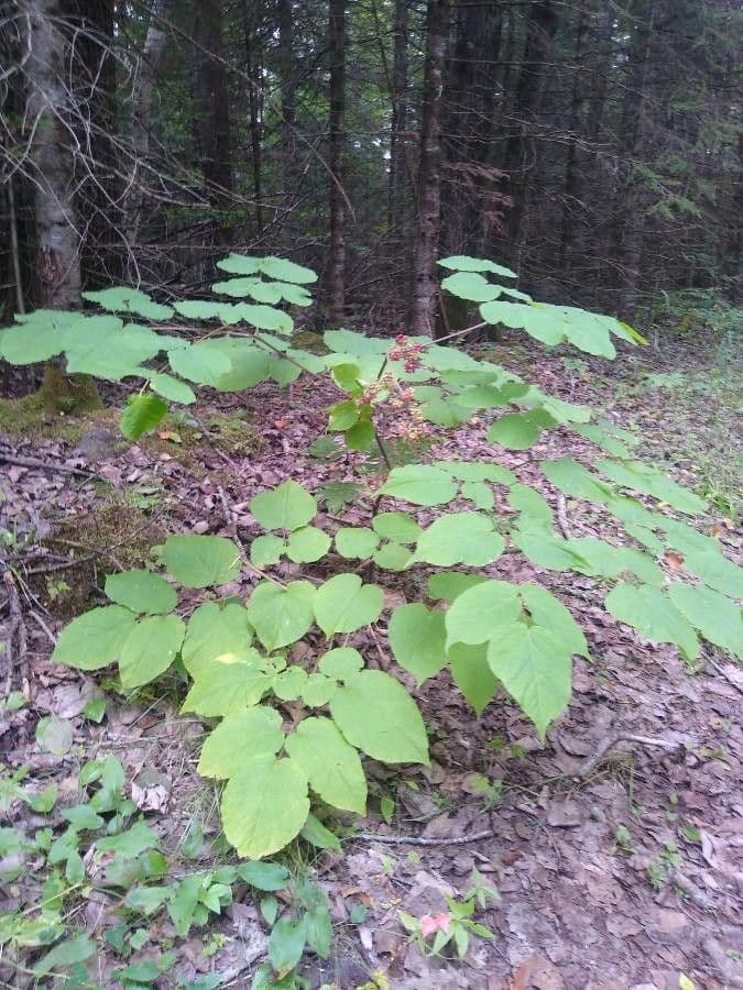 Aralia racemosa met karakteristieke samengestelde bladeren en rode bessen
