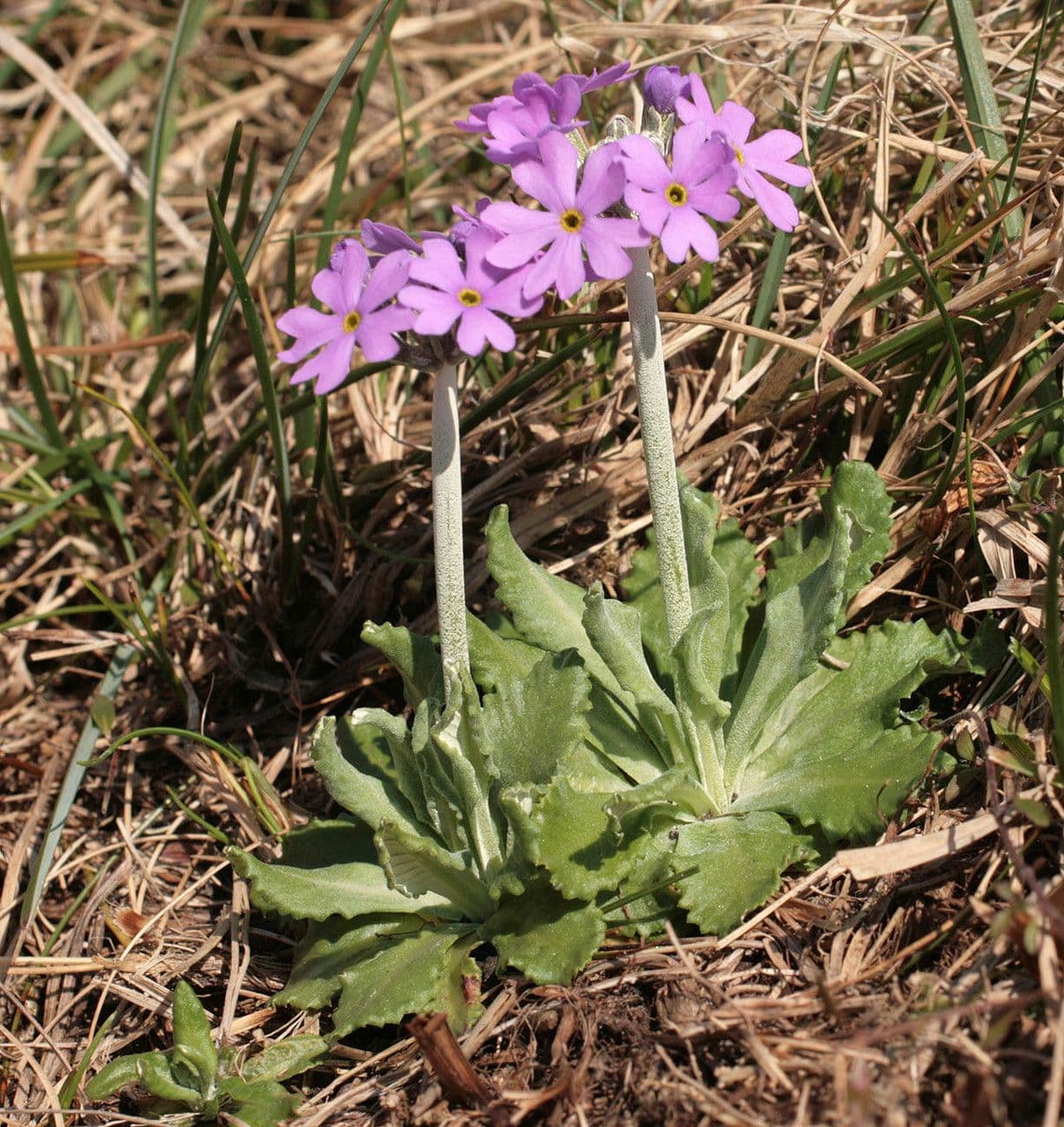 Primula laurentiana zarte rosa-violette Blüten in alpiner Umgebung