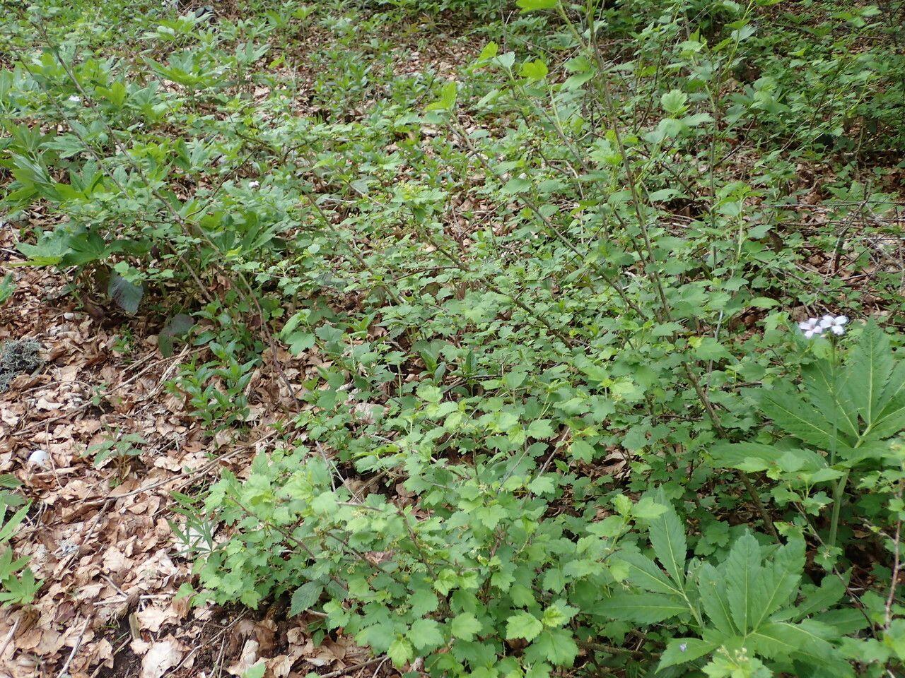 Dichter, grüner Alpen-Johannisbeer-Strauch in einer formellen Gartenhecke