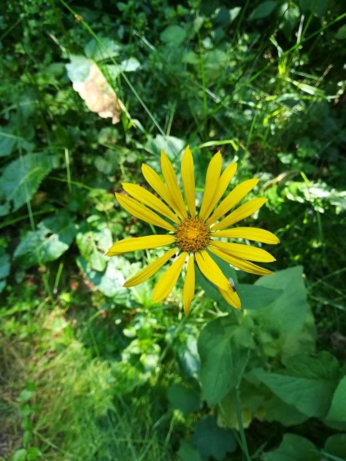 Silphium perfoliatum mit charakteristischen durchwachsenen Blattern und gelben Bluten