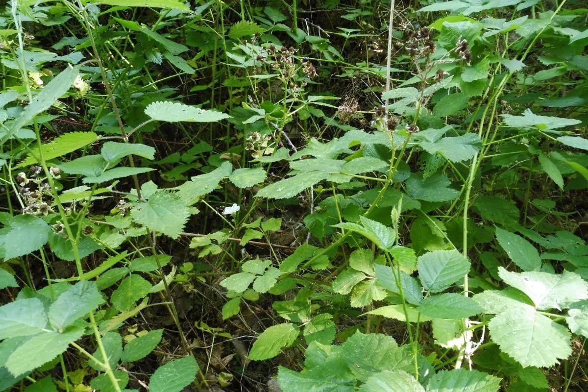 Brede randbraam met donkergroene bladeren en lichtroze bloemen in een schaduwrijke bosrand