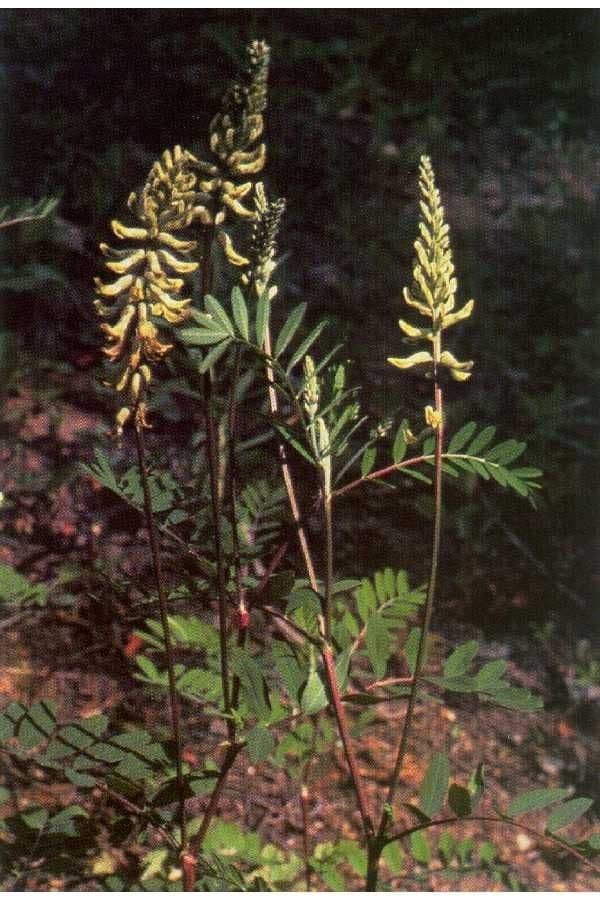 Astragalus canadensis plant with pale yellow flower spikes in a meadow