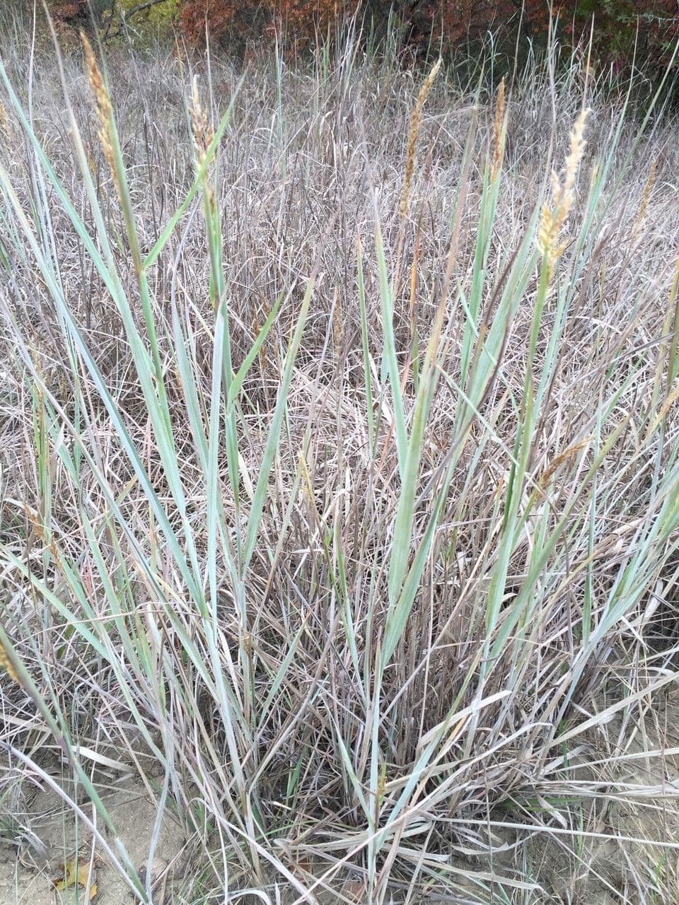 Sorghastrum nutans indiangrass with golden plumes in autumn