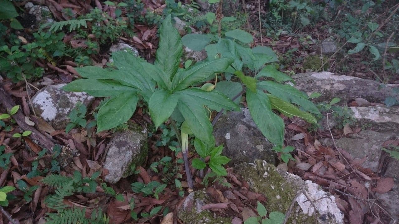 Arisaema dracontium plant with green flower spathe