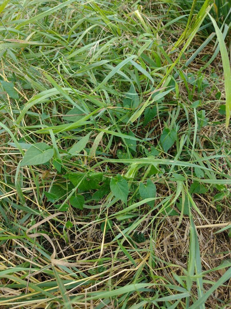 Black bindweed (Fallopia convolvulus) climbing through wild grasses in a meadow edge