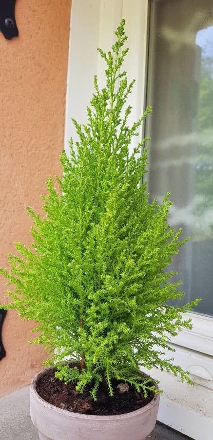 Monterey-Zypresse Baum mit elegantem goldgrunem Laub