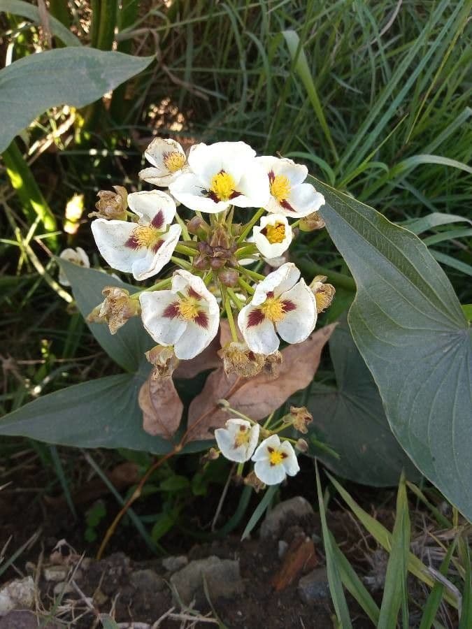 Sagittaria montevidensis weisse Bluten im Wasser