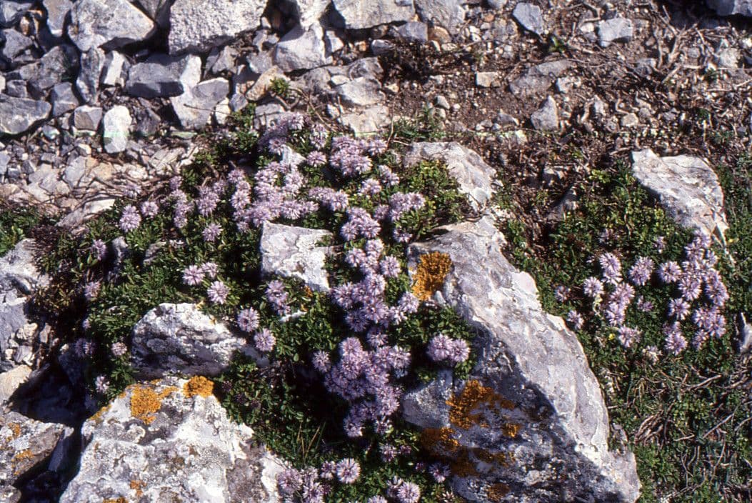 Zwerg-Kugelblume mit blauvioletten Blütenkugeln