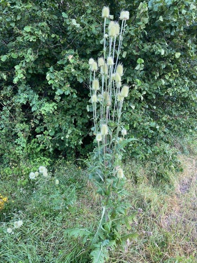 Cut-leaf teasel with tall stem and white flower head in a sunny meadow