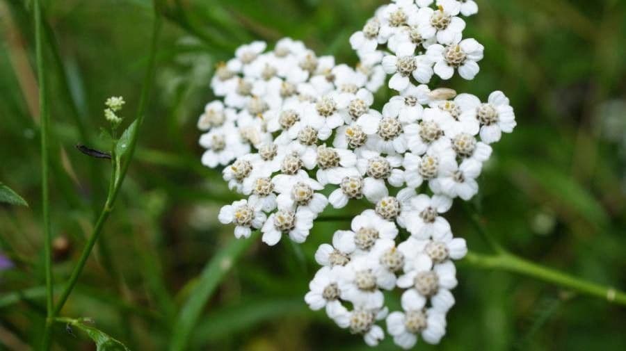 Achillée odorante avec son feuillage fin et ses petites fleurs blanches