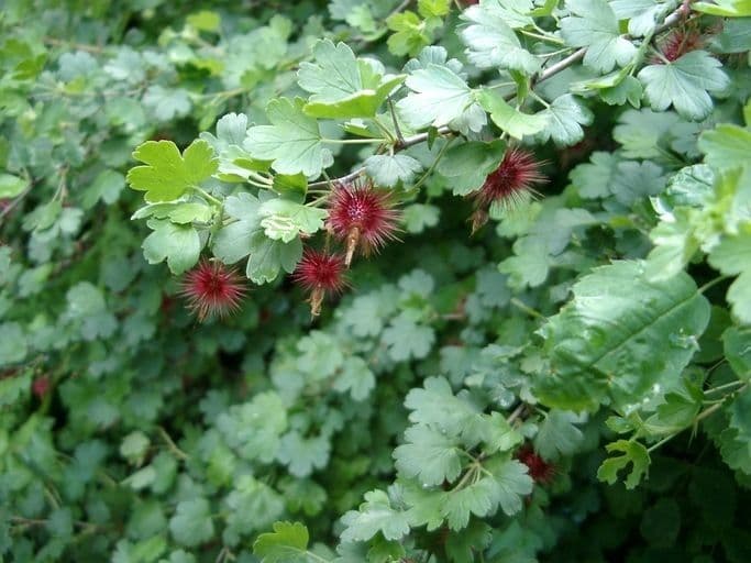 Schluchtenstachelbeere (Ribes menziesii) mit Blüten in Wildlandschaft