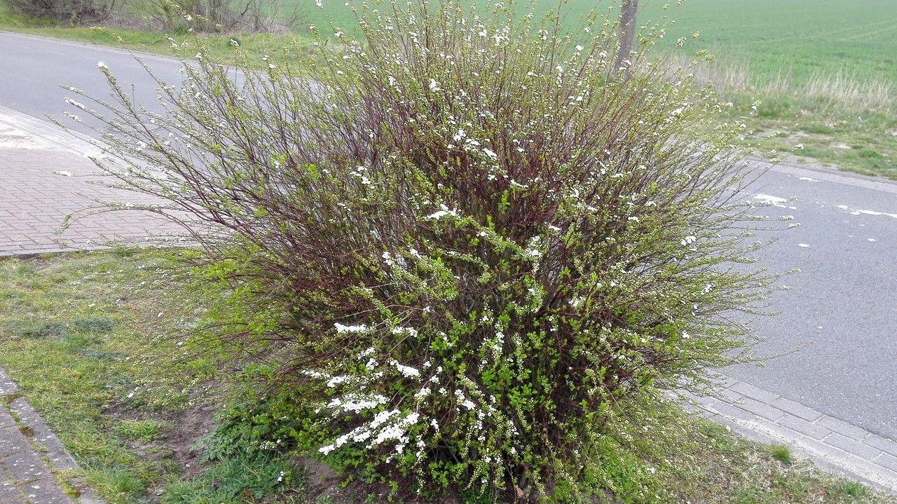 Iberian spirea in full bloom with clusters of small white flowers on slender stems
