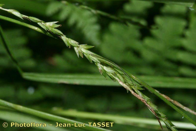 Laîche maigre (Carex strigosa) en milieu forestier naturel, avec feuillage fin et clair formant des touffes souples