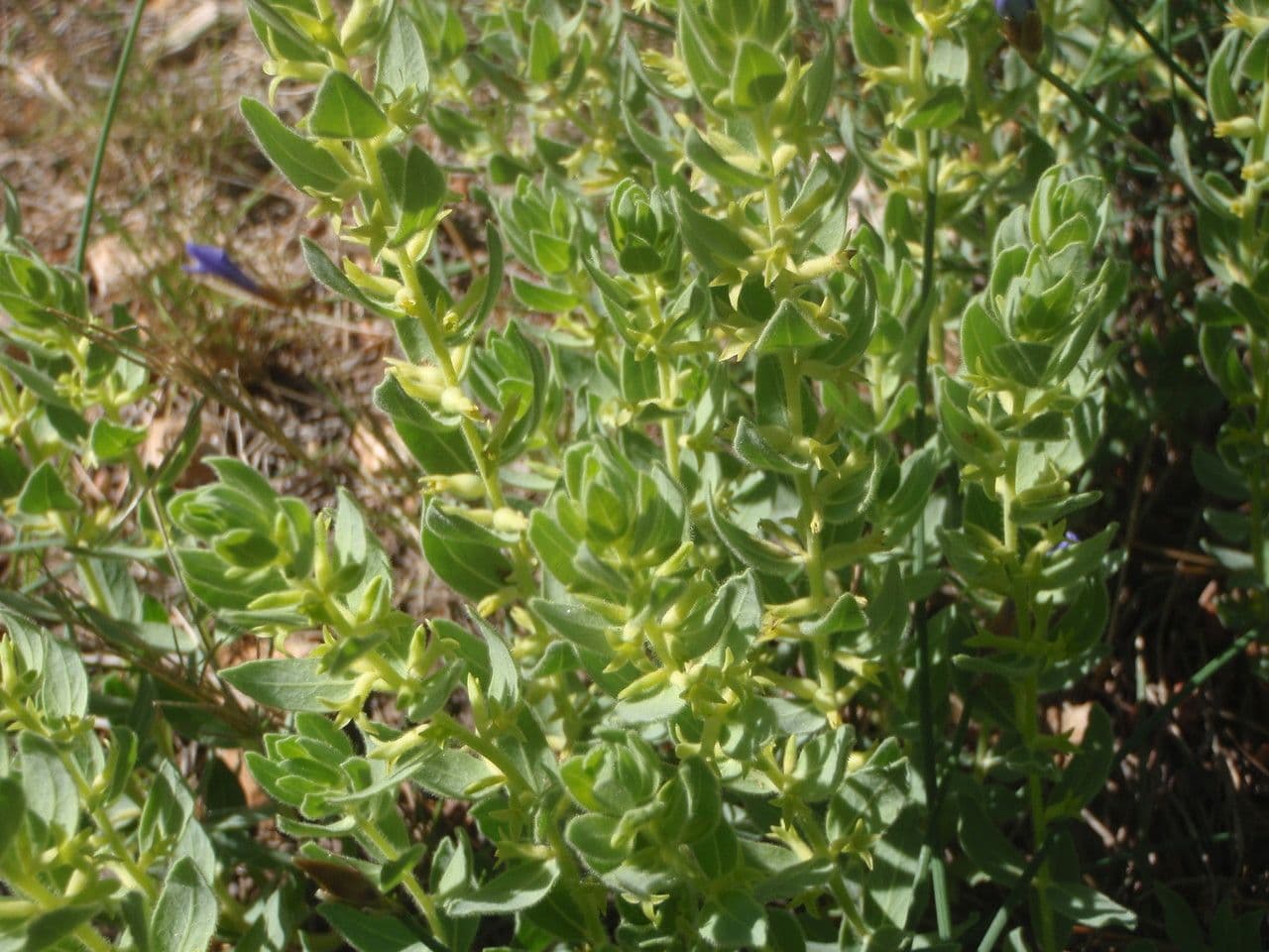 Thymelaea sanamunda flowering shrub in Mediterranean scrubland