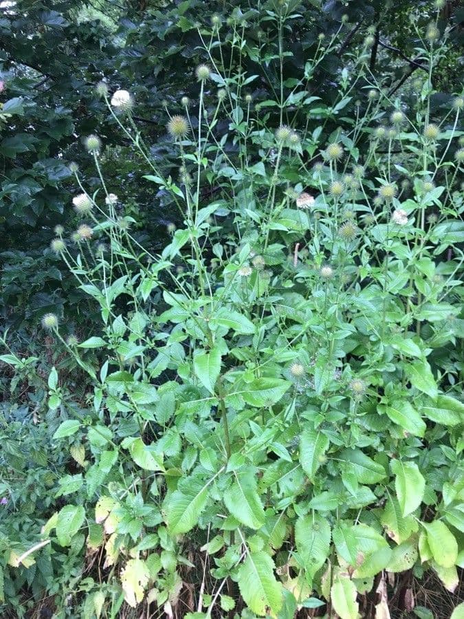 Dipsacus strigosus porte des tetes florales jaunes et epineuses distinctives