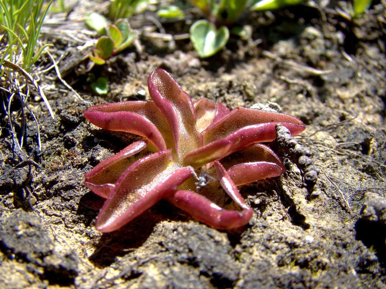 White and lavender flowers of Pinguicula alpina butterwort