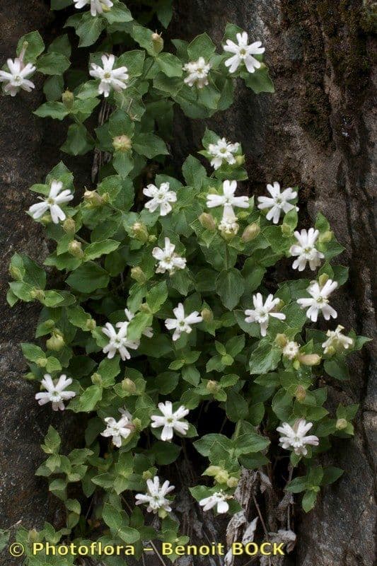 Heart-leaved catchfly (Silene cordifolia) with white flowers on a rocky alpine slope in the south-western Alps