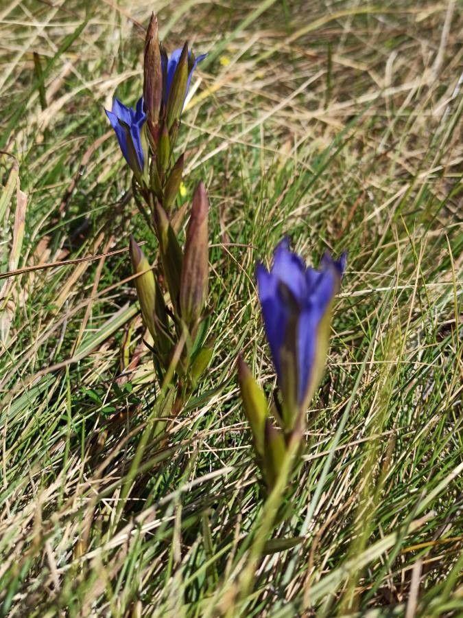 Marsh gentian in full bloom on a damp, acidic soil in late summer