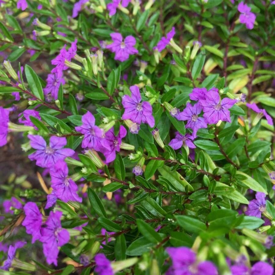 Arbuste Cuphea hyssopifolia avec fleurs violettes-roses et feuillage vert