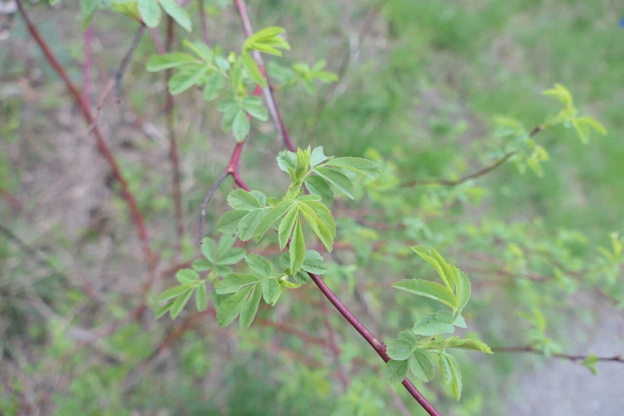 Fleurs et fruits rouges du rosier pisocarpe