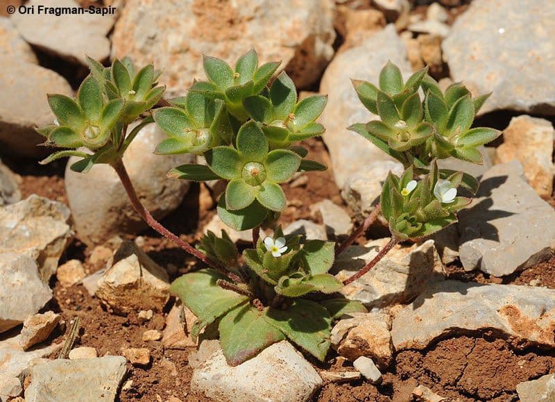 Androsace plant met kleine roze bloemen