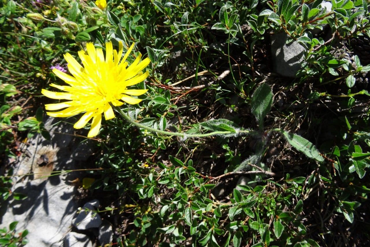 Hieracium piliferum met gele bloemen