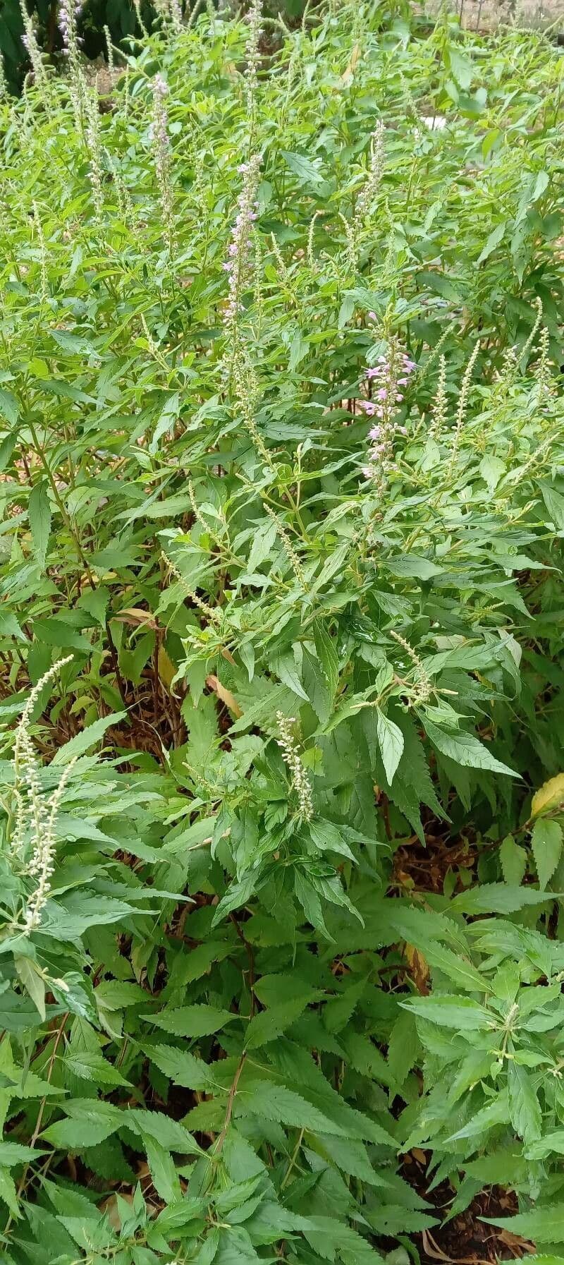 Kanadische Gamander mit lila-rosafarbenen Blütenähren auf graugrünen Stängeln am Ufer eines Gartenteichs