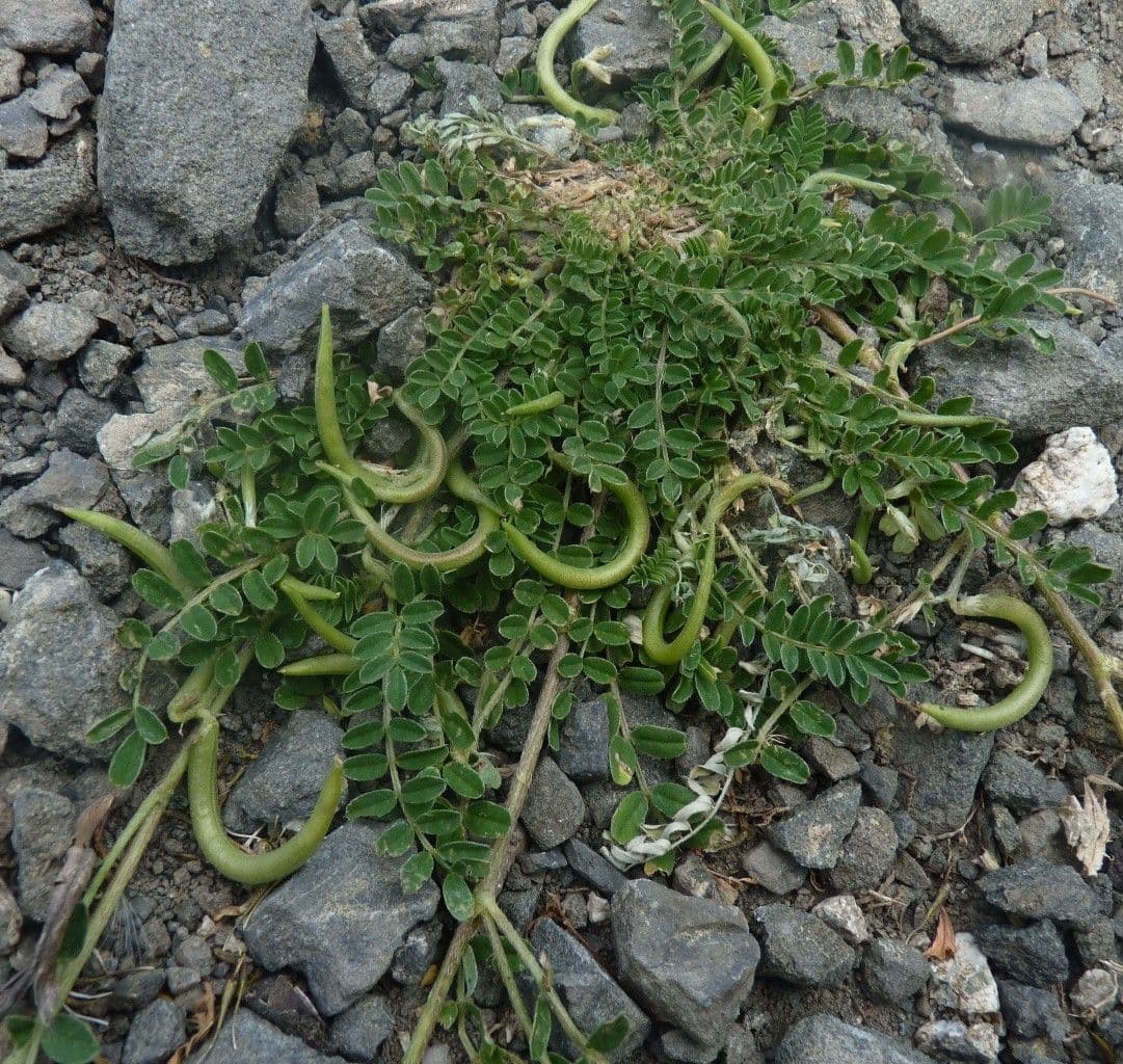 Yellow milk-vetch with characteristic yellow flower spikes and hooked pods