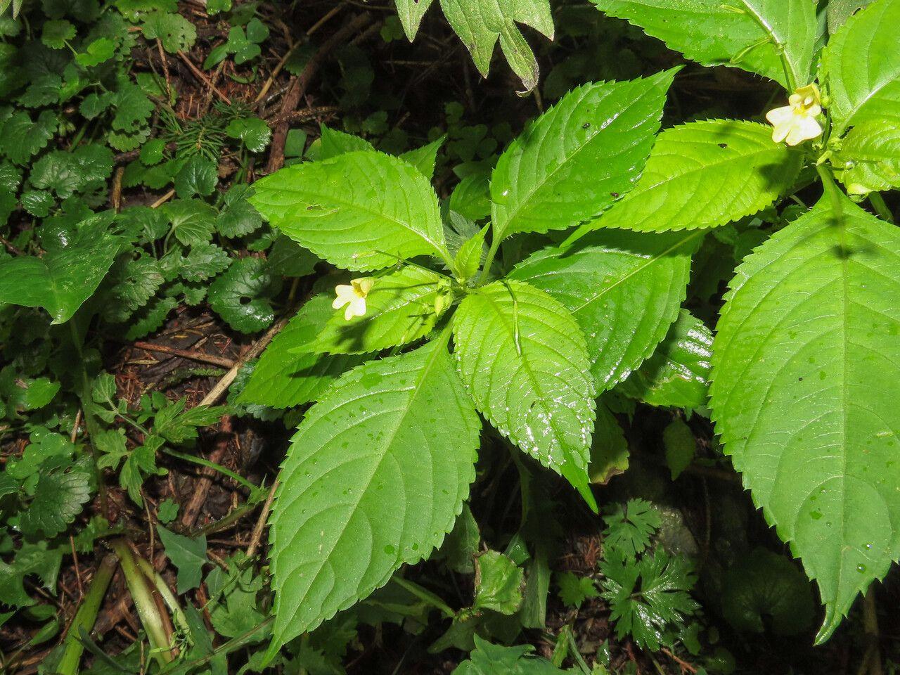 Petites fleurs jaunes d'Impatiens parviflora dans un environnement forestier humide