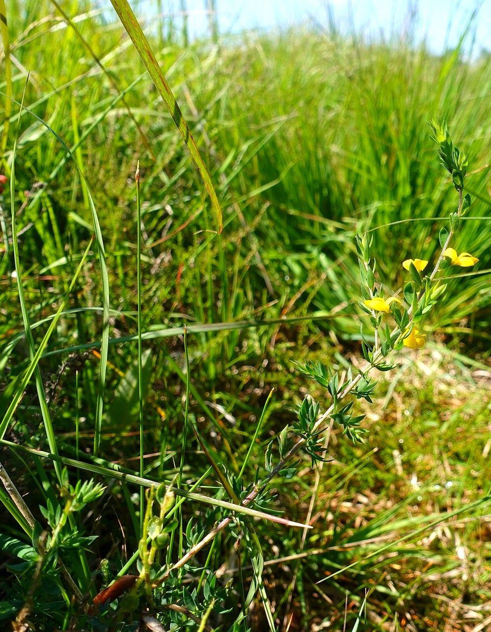 Genêt d'angleterre en fleurs sur une pente sèche en été tardif