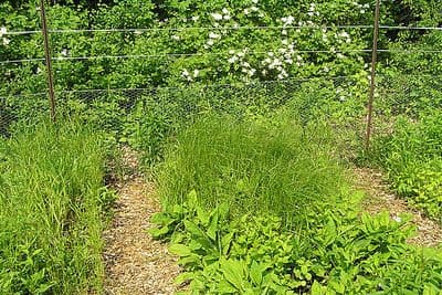 Carex sartwellii