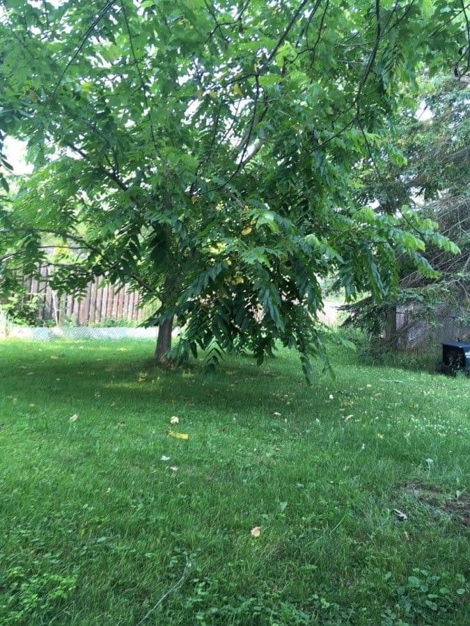 Juglans cinerea noten