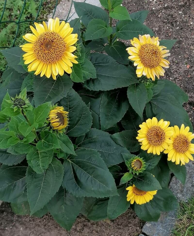 Helianthus decapetalus aux fleurs jaune d'or