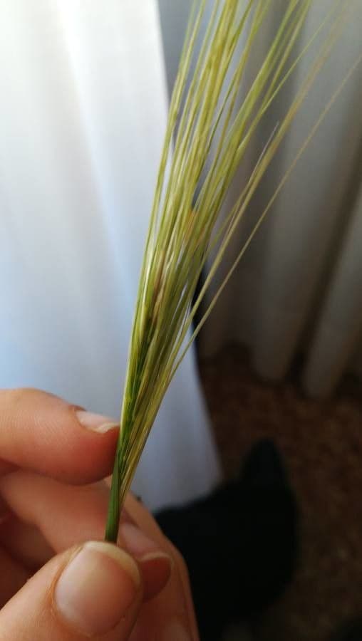 Stipa capensis met golvende fijne aren in het zonlicht