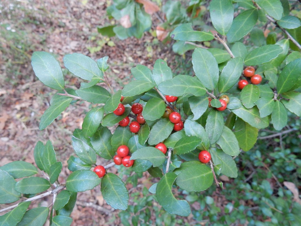 Ilex vomitoria houx yaupon avec baies rouges