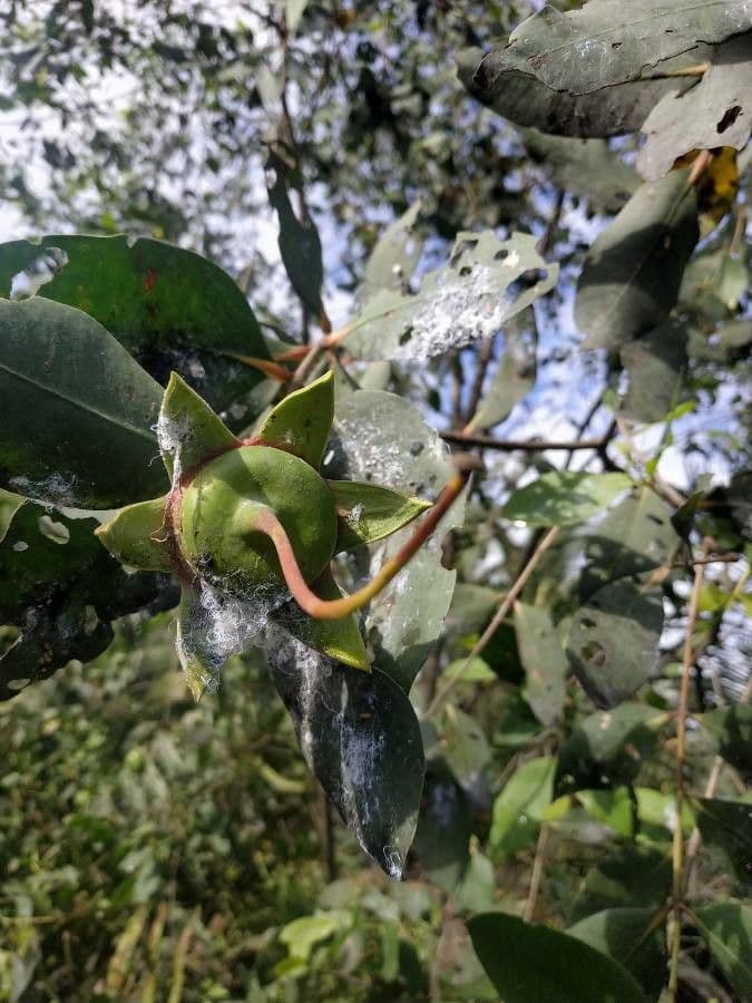 Arbre Sonneratia caseolaris mangrove pommier
