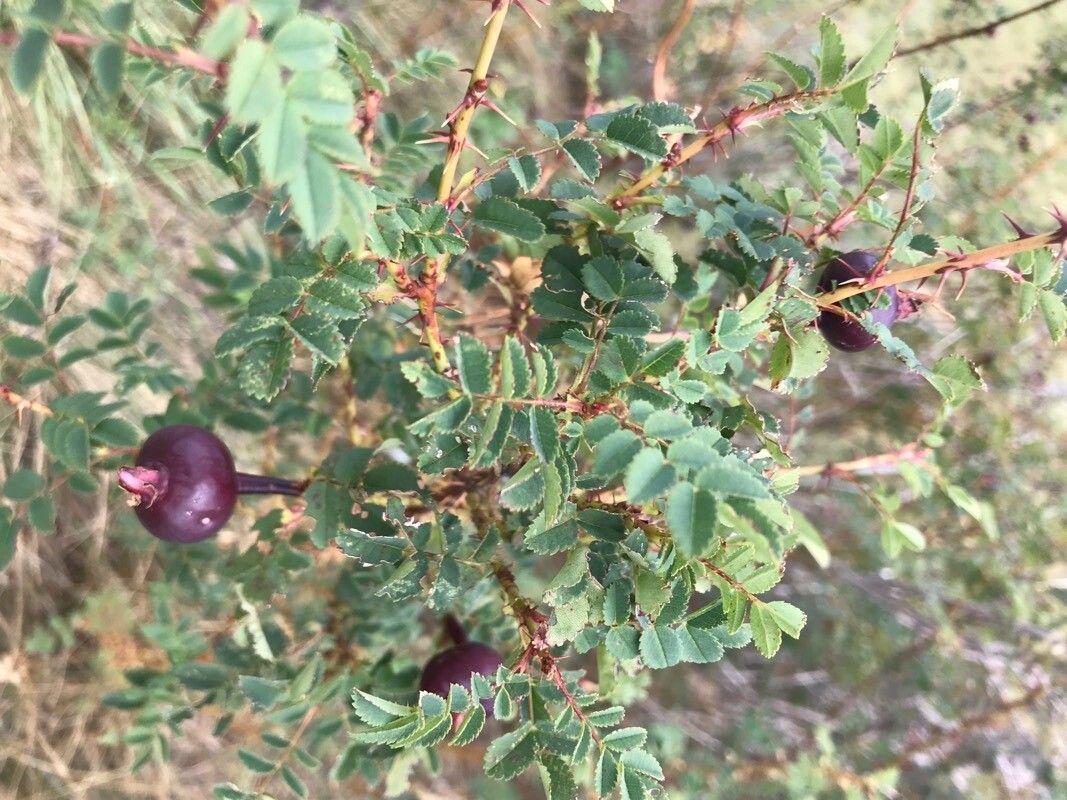 Burnet rose in full bloom, showing delicate pale yellow flowers and finely divided leaves in a sunny, sandy garden setting
