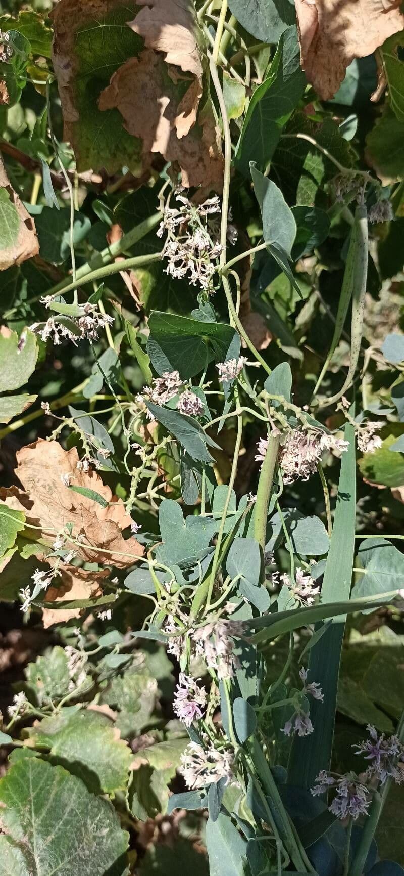 Cynanchum acutum flowers and seed pods