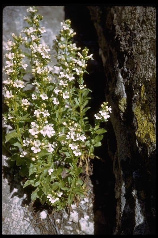Creamy-white flowers of Penstemon deustus on rocky slopes in the western United States