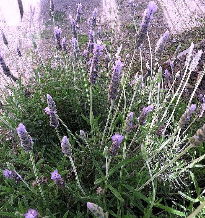 Lavande dentée avec feuilles gris-vert dentelées et épis floraux violets en pleine floraison sur un talus ensoleillé