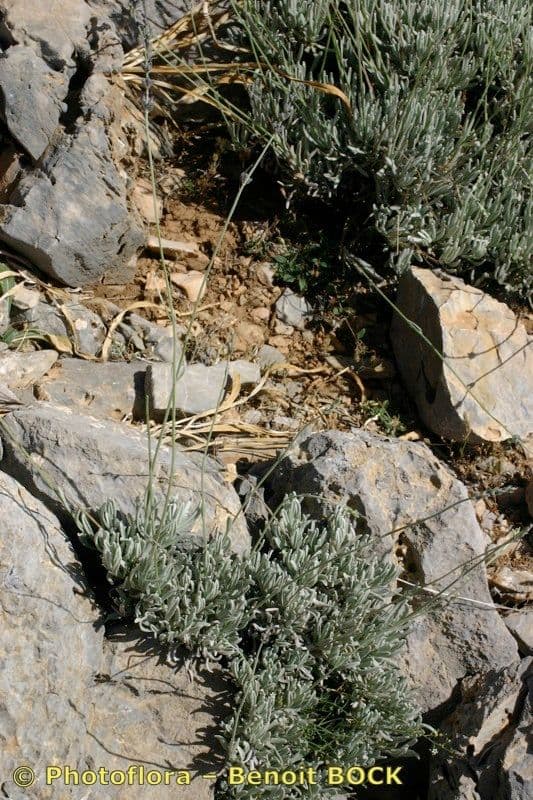 Lavandula lanata aux aiguilles blanches lageuses caracteristiques et fleurs mauves