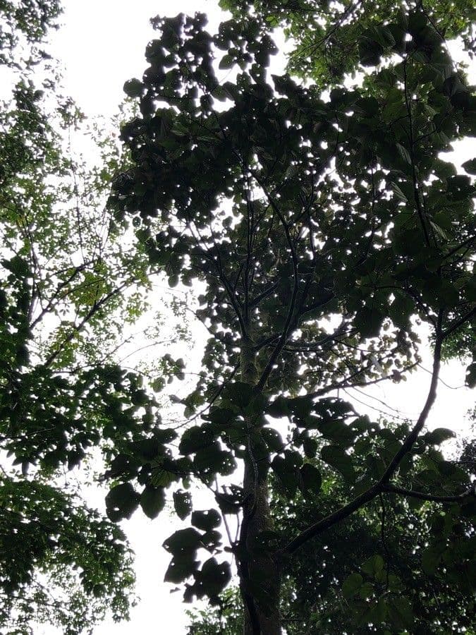 Kepayang tree bearing large football-shaped fruits