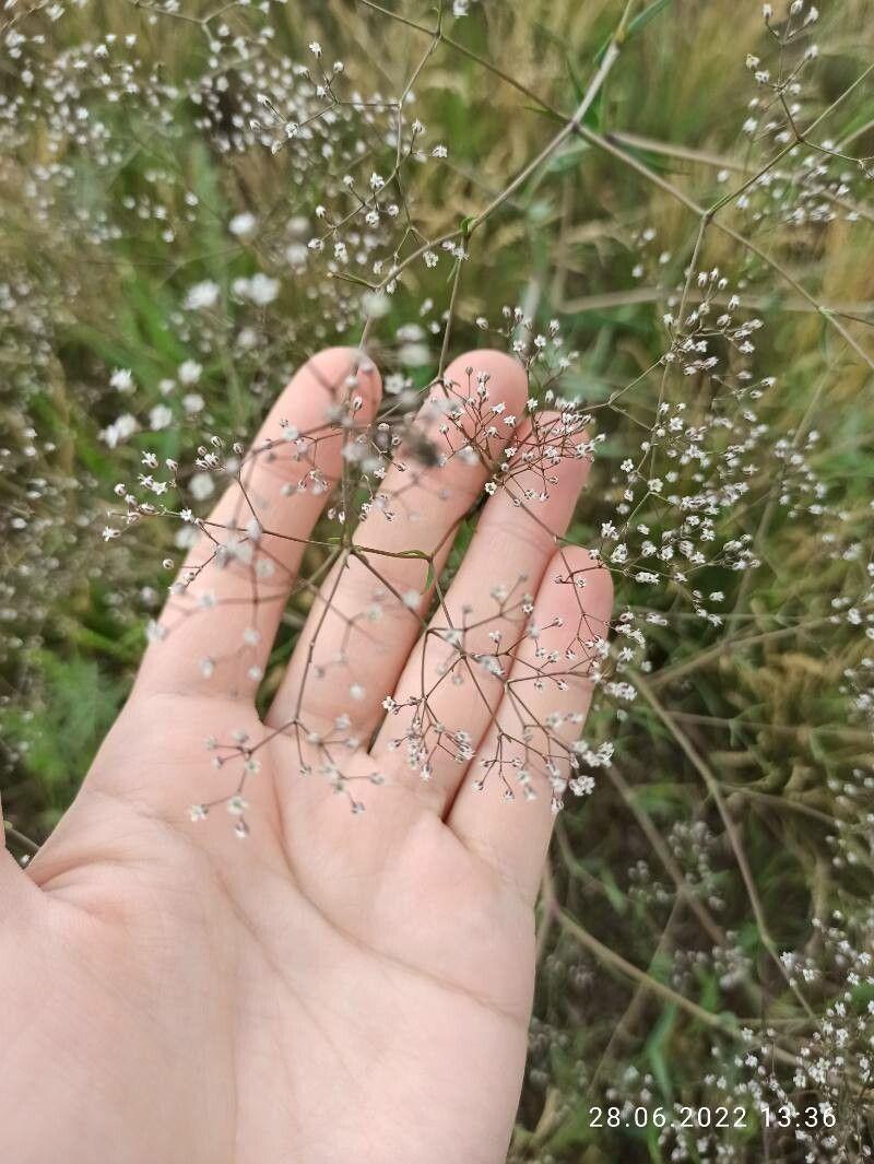 Wolkenartige Blütenstände des Schleierkrauts in voller Blüte auf einer sonnigen Sommerwiese