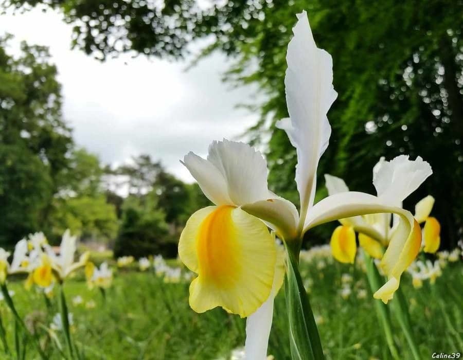 Iris orientalis mit gelblich-weißen Blüten