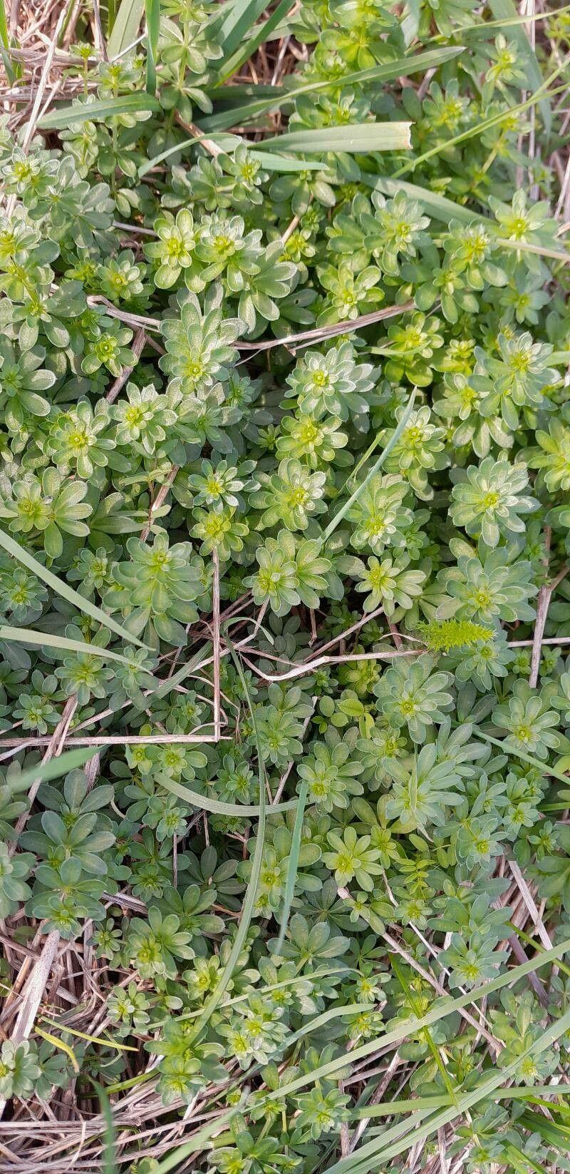Waldlabkraut (Galium sylvaticum) in voller Blüte unter Bäumen am feuchten Waldrand